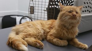 Oscar at the vet's office