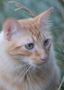 Big personality kittie!