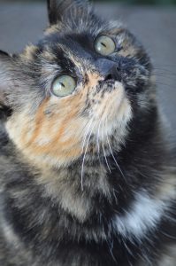 Mimi a tortoiseshell cat
