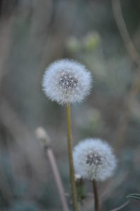 Dandelions (mine)