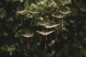 Dandelion seeds.