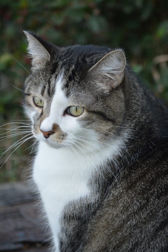 Hillcrest Farms & Cat Sanctuary Hillcrest Farms & Cat Sanctuary