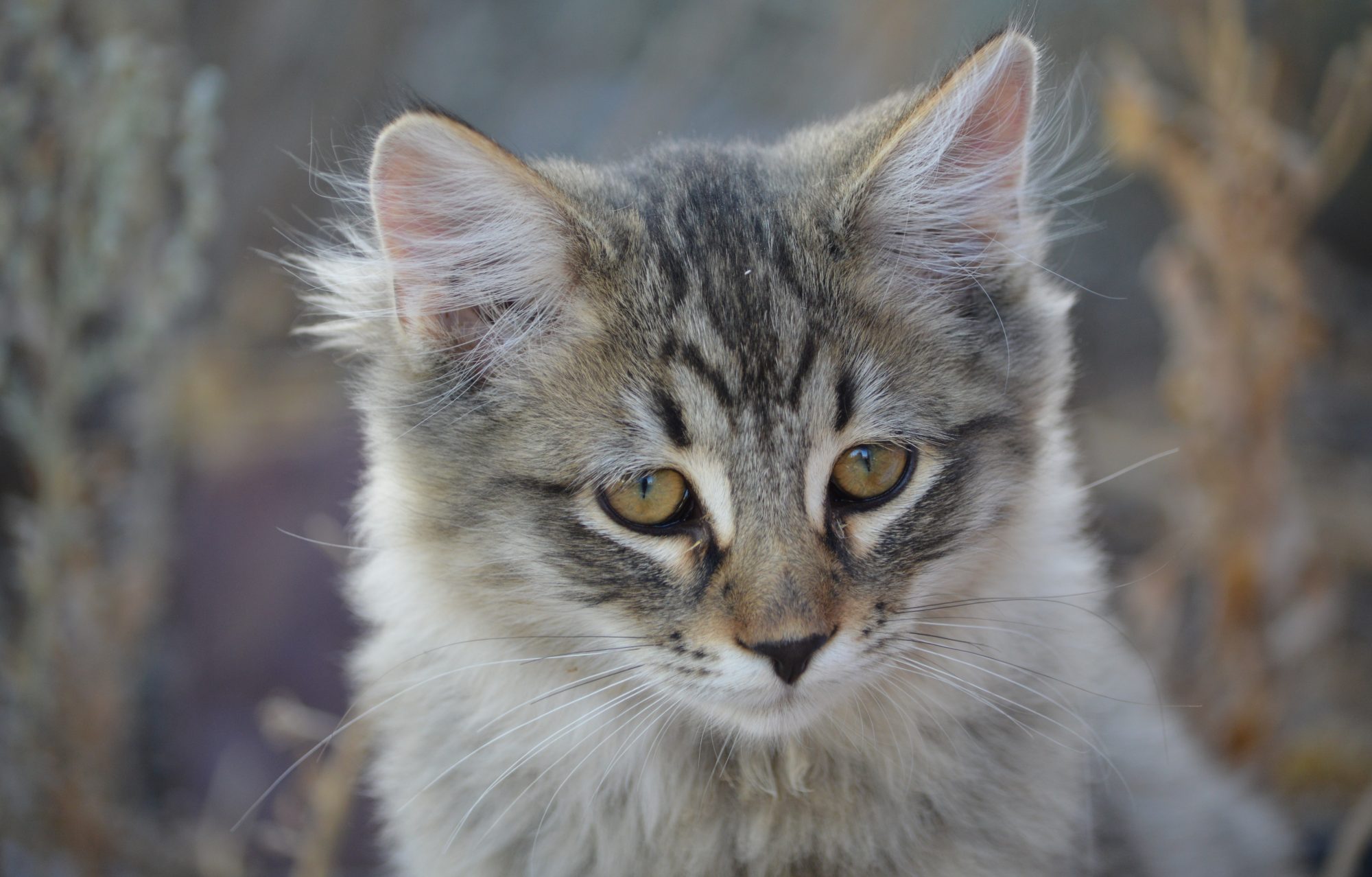 Hillcrest Farms & Cat Sanctuary